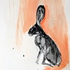 Jackrabbit Profile