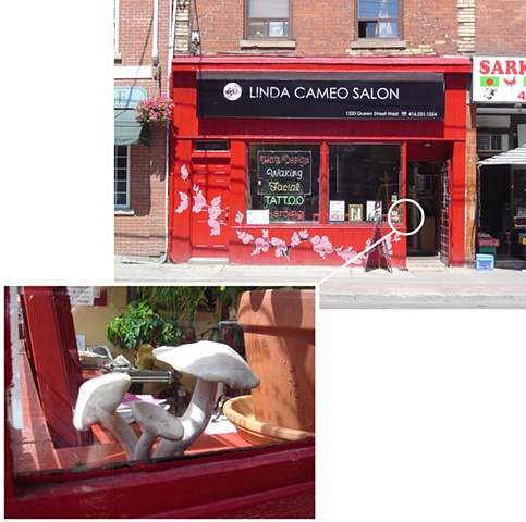 'Mushrooms of Parkdale--Linda Cameo Salon'