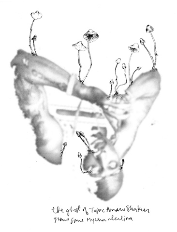 'The Ghost of Tupac Amaru Shakur Grows Some Mycena Alkalina'