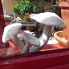 'Mushrooms of Parkdale--Linda Cameo Salon'