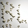 Proposal to Revive Dead or Outmoded Slang Through the Use of Bioluminescent Mushrooms (lights on)