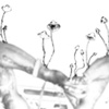 'The Ghost of Tupac Amaru Shakur Grows Some Mycena Alkalina'