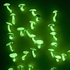 Proposal to Revive Dead or Outmoded Slang Through the Use of Bioluminescent Mushrooms (lights off)