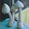 'Mushrooms of Parkdale--A & N Takeout'