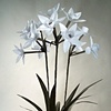 Narcissus