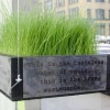 Leaves of Grass