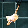 Zero Gravity International Circus Festvial