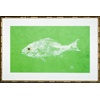 Lime Snapper Single/Paper