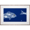 Cobalt Blue Snapper Double/canvas 



