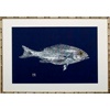 Navy Single/ Canvas