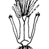 Sea Creature #5