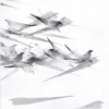 Pigeon Series Etching #1