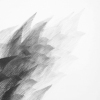 Pigeon Series Drawing #8