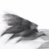 Pigeon Series Drawing #6
