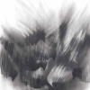 Pigeon Series Drawing #3