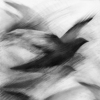 Pigeon Series Drawing #10