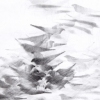 Pigeon Series Etching #2