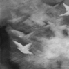 Pigeon Series Gesso Drawing #7