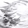 Pigeon Series: Etchings, Drawings and Installation