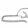 Rodent #1
