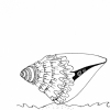 Hide Conch