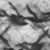 Pigeon Series Drawing #11