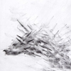 Pigeon Series Etching #3
