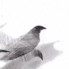 Detail Pigeon Series Etching #1