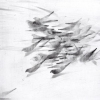 Pigeon Series Etching #4