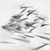 Pigeon Series Etching #5
