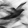 Pigeon Series Drawings