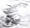 Pigeon Series Etchings