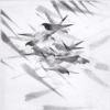 Pigeon Series Etching #6