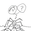 Confused Waterbug