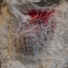 my 'wasted' eggs (detail)