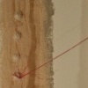producing reproduction (detail)