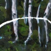 Siberian Trees