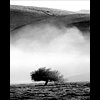 Tree Fog