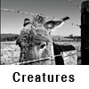 Creatures