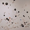 Stardust Staredust Stirdust
Main wall view