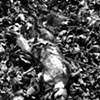 dead squirrel 