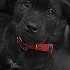zuzu