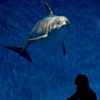 molly and dolphin