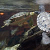 turtles!