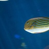 pretty fishy