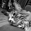 lazy vyvyan