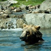 swim