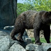 big guy