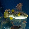 ugly fishy