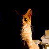 chopper